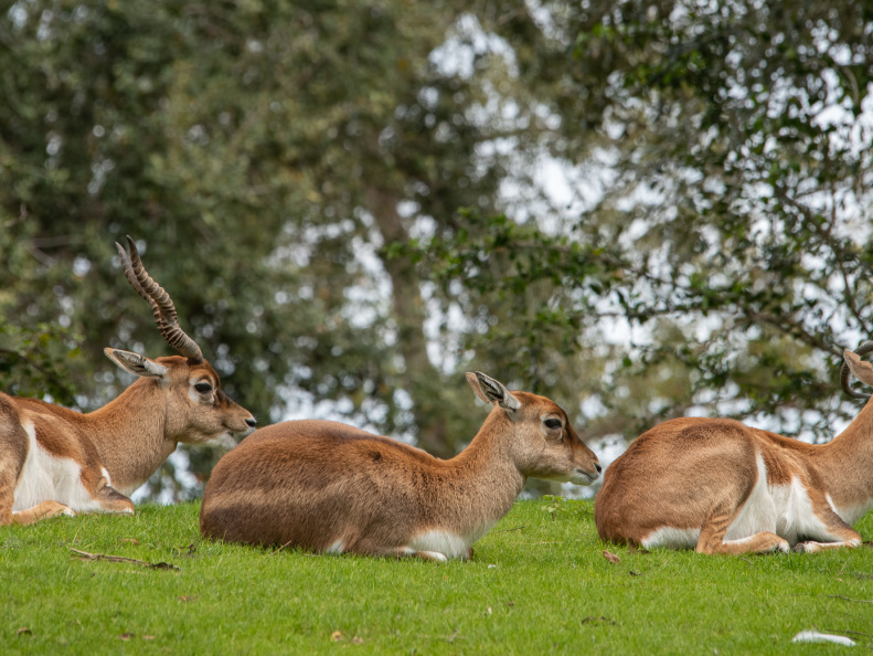 Blackbuck antelopes