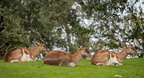 Blackbuck antelopes