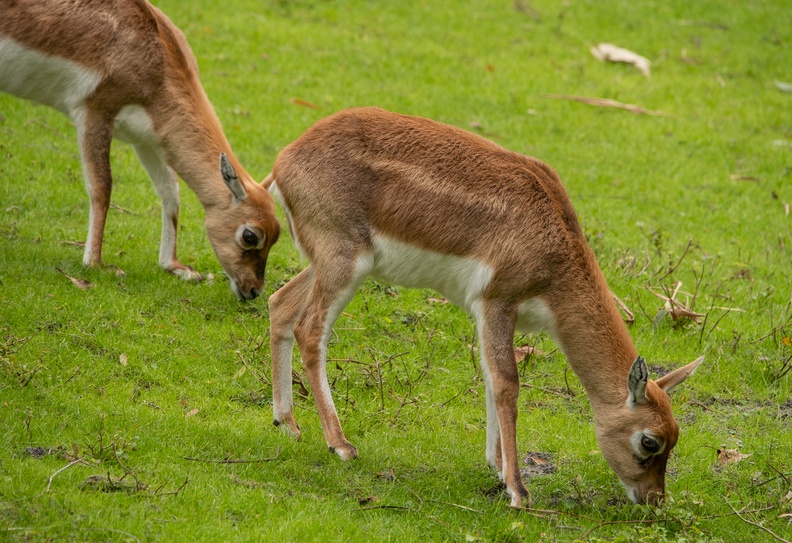 Blackbuck antelopes