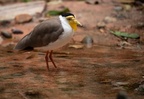 Asian bird