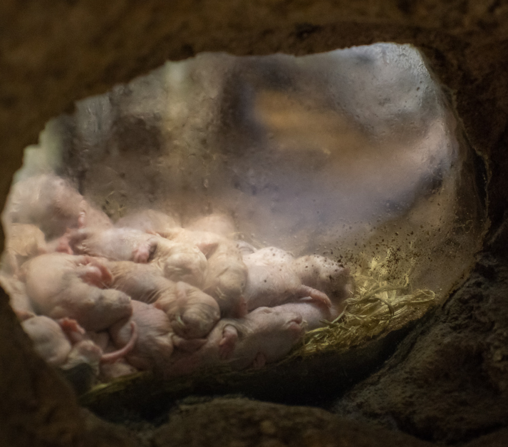 Naked mole rats