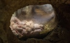 Naked mole rats