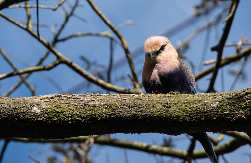 201901 WDW-199 African bird.jpg