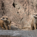 Meerkats