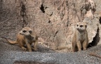 Meerkats