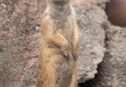 Meerkats