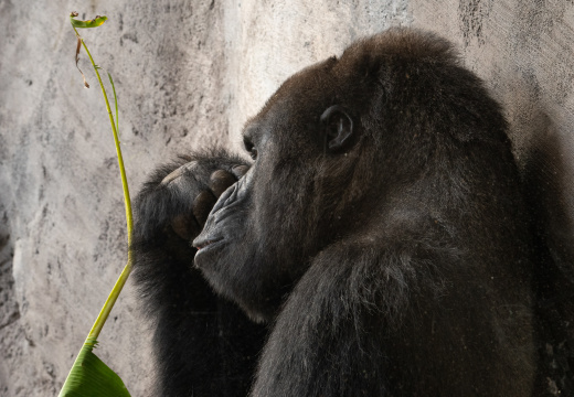 Gorilla