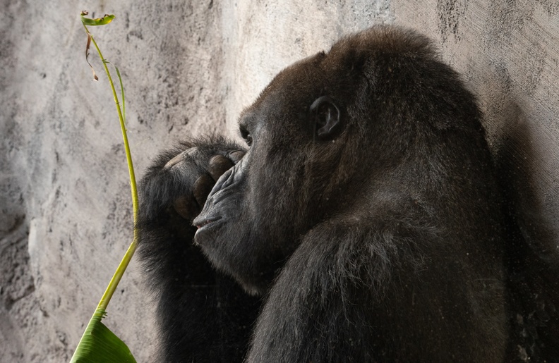 Gorilla - 201901 WDW-202 Gorilla.jpg 201901 WDW-202 Gorilla.jpg