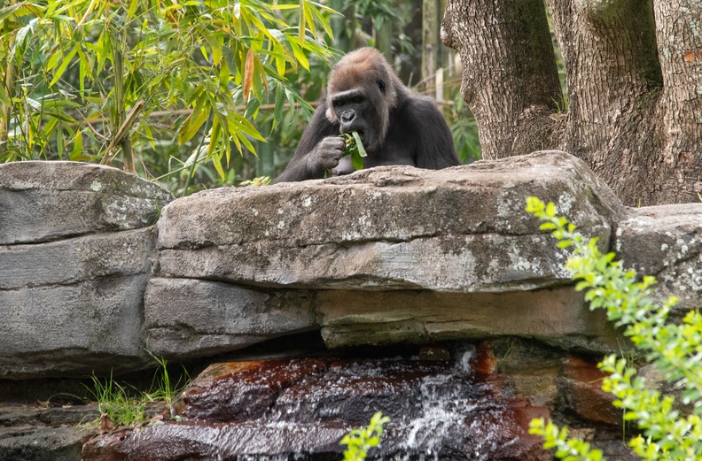 Gorilla - 201901 WDW-204 Gorilla.jpg 201901 WDW-204 Gorilla.jpg
