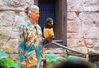 Up bird show