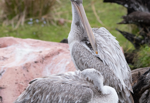 Birds in Animal Kingdom Lodge savanna