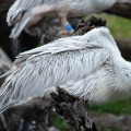 Birds in Animal Kingdom Lodge savanna