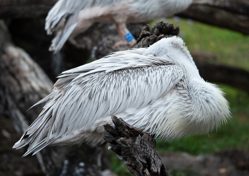 201901 WDW-218 Birds in Animal Kingdom Lodge savanna.jpg