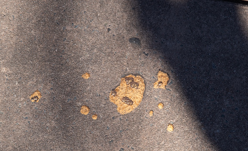Jack-Jack's cookies on ground