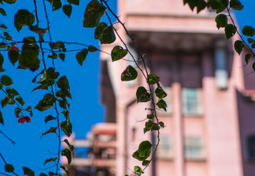 Tower of Terror and vines