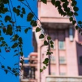 Tower of Terror and vines