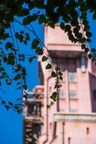 Tower of Terror and vines