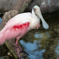 Rosea Spoonbill