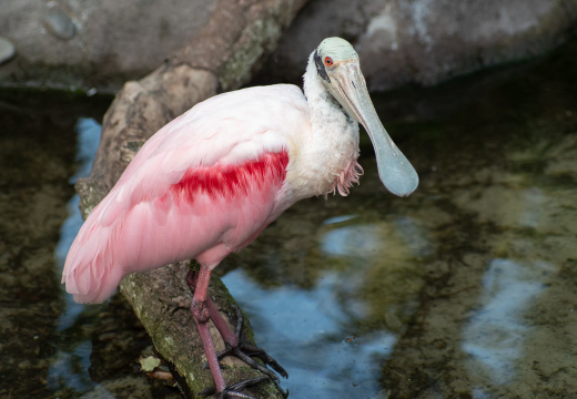 Rosea Spoonbill