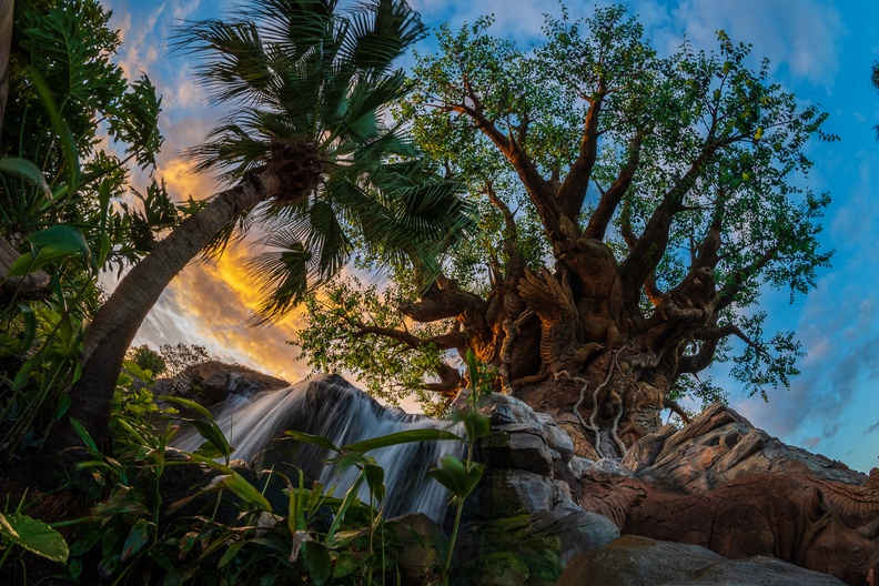 201901 WDW-422 Tree of Life Garden.jpg