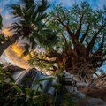 Tree of Life Garden