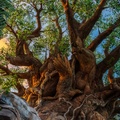 Tree of Life Garden