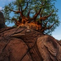 Tree of Life Garden