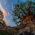 Tree of Life Garden