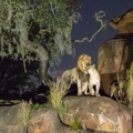 Lions at night