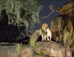 Lions at night