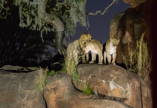 Lions at night