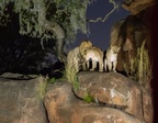 Lions at night