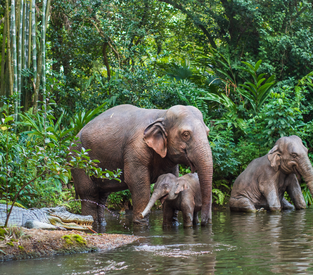 Jungle Cruise on-ride