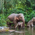 Jungle Cruise on-ride