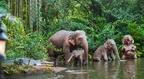 Jungle Cruise on-ride