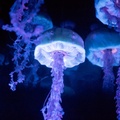 The Seas with Nemo and Friends on-ride