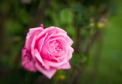 201310SonnenbergGardens-09