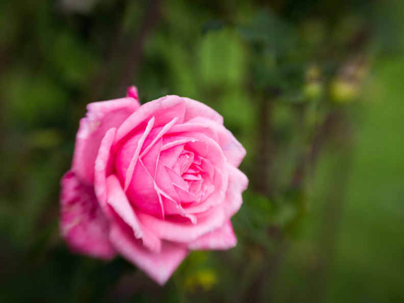 201310SonnenbergGardens-09