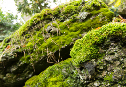 SonnenbergGardens2012-17