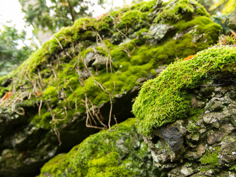 SonnenbergGardens2012-17