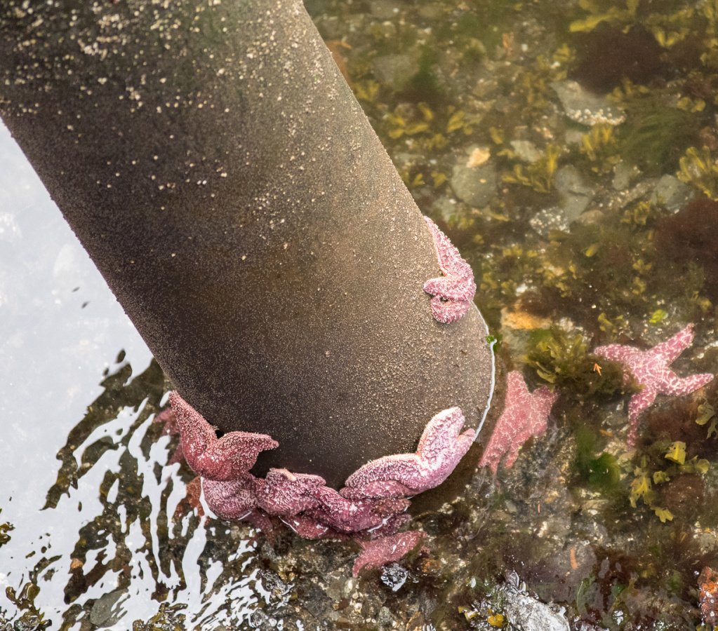 purple sea stars