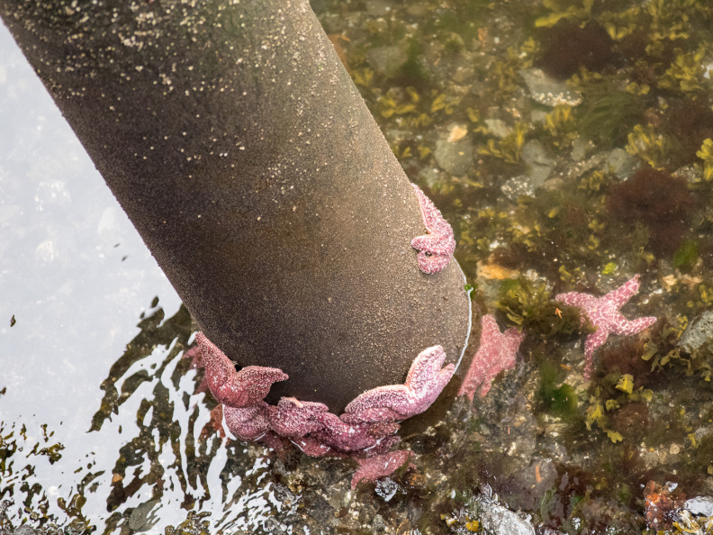 purple sea stars