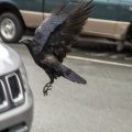crow landing on Jeep