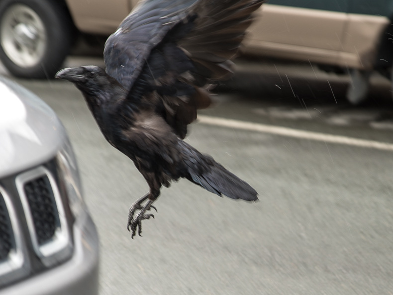 crow landing on Jeep