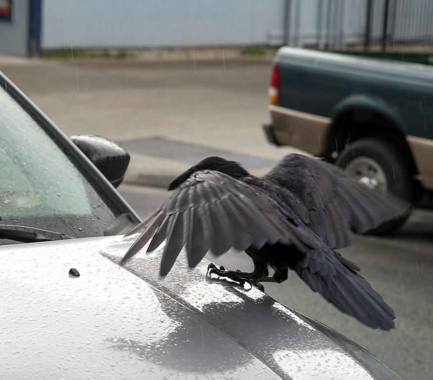 crow landing on Jeep