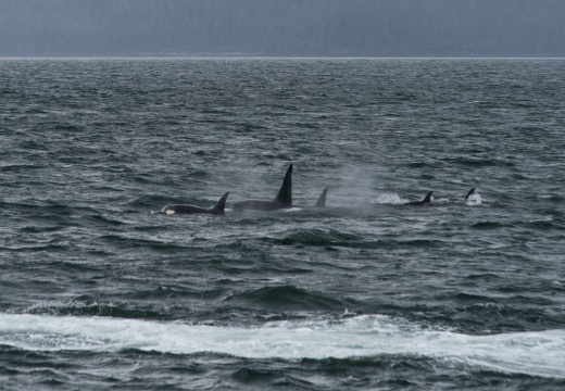 orcas