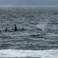 orcas