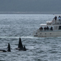 orcas
