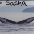 name of whale we saw