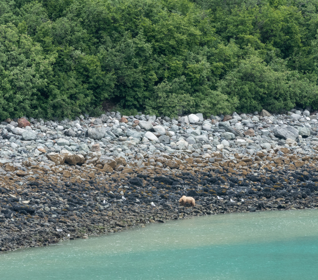 bear on Russell Island